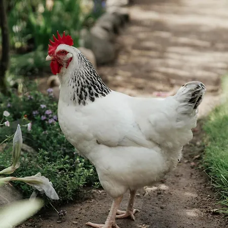 La Cocca * Bellinzago Novarese