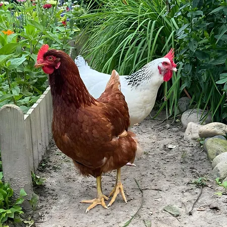 La Cocca