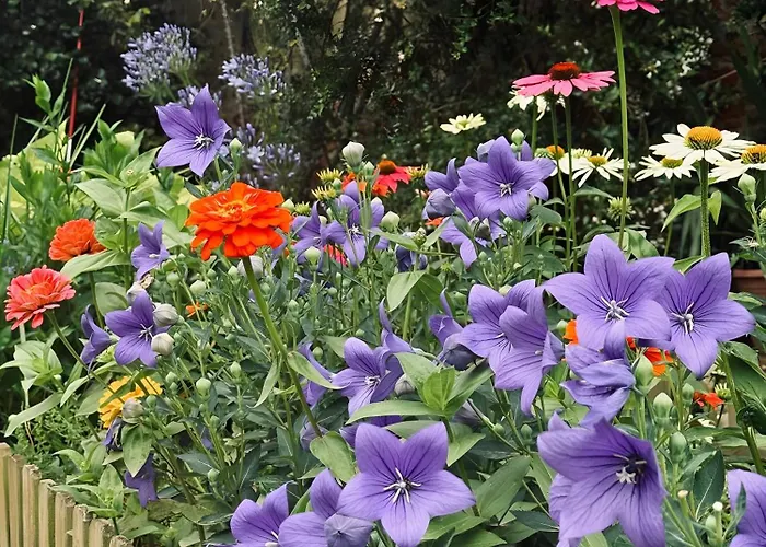 度假居 La Cocca *